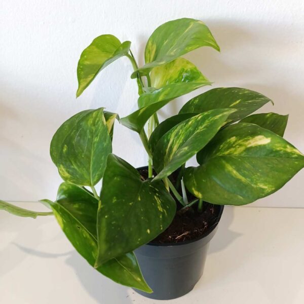 Epipremnum Aureum złociste