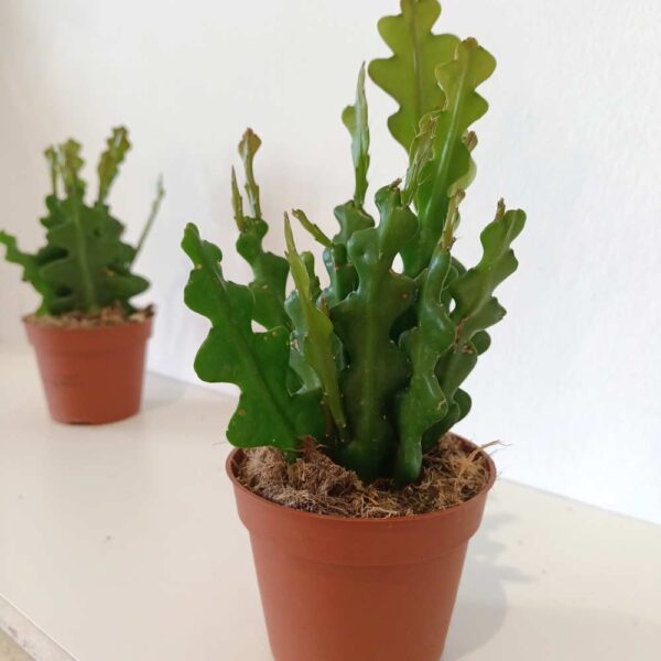 Epiphyllum anguliger -kaktus zygzak