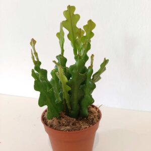 Epiphyllum anguliger -kaktus zygzak