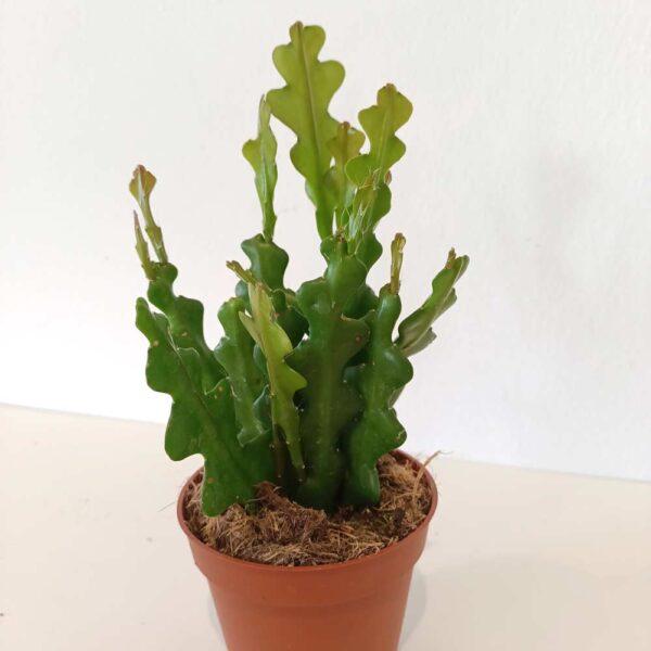 Epiphyllum anguliger -kaktus zygzak