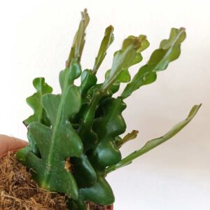Epiphyllum anguliger -kaktus zygzak
