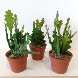 Epiphyllum anguliger -kaktus zygzak