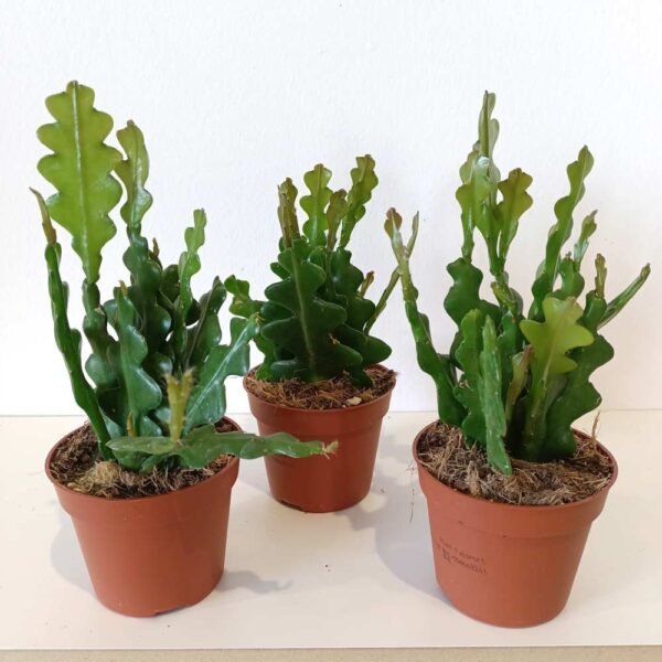 Epiphyllum anguliger -kaktus zygzak Epiphyllum anguliger -kaktus zygzak