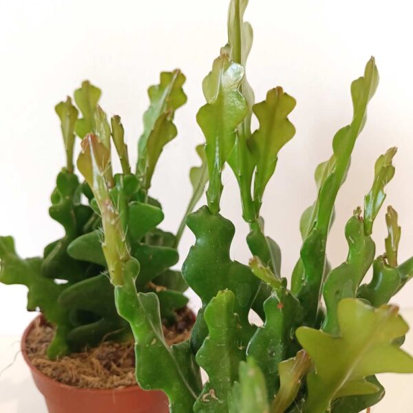Epiphyllum anguliger -kaktus zygzak