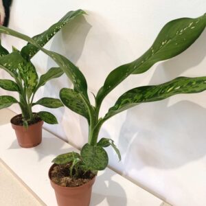 Dieffenbachia Crocodile-difenbachia