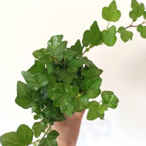 Hedera Wonder-bluszcz