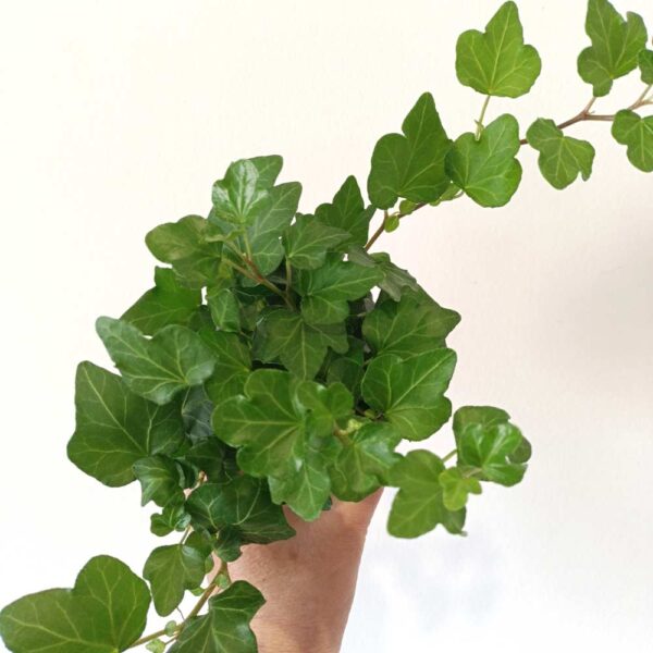 Hedera Wonder-bluszcz