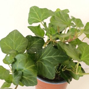 Hedera Wonder-bluszcz
