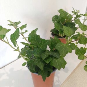 Hedera Wonder-bluszcz