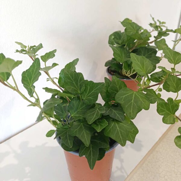 Hedera Wonder-bluszcz