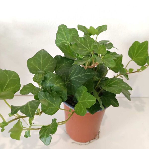 Hedera Wonder-bluszcz