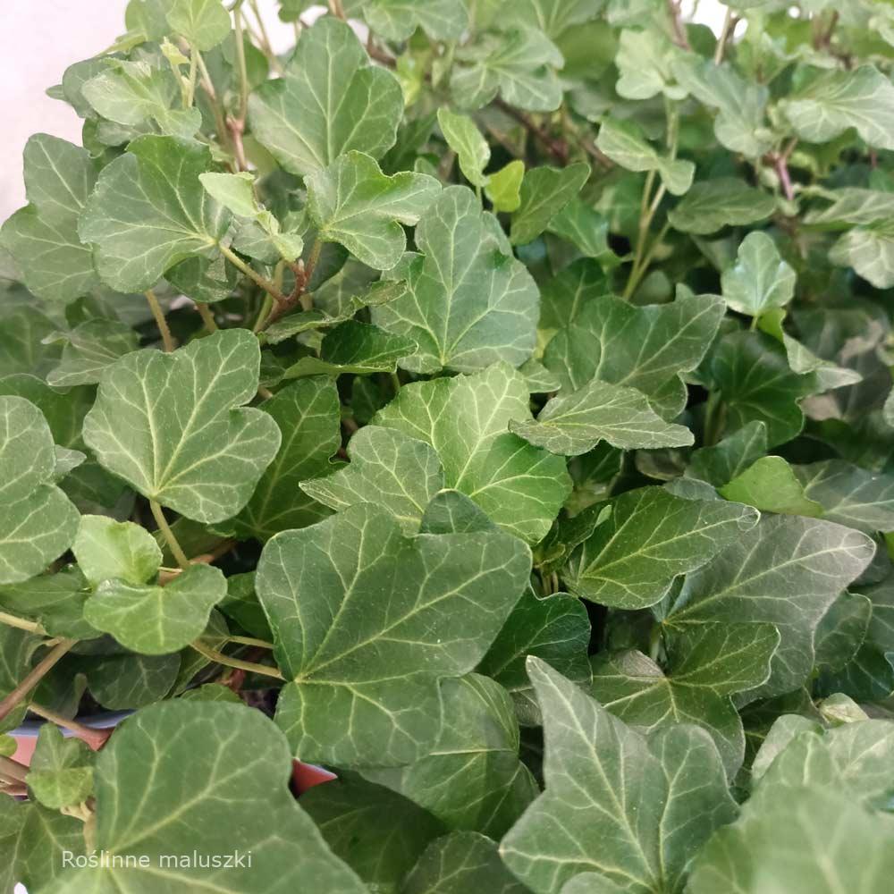 Hedera Wonder-bluszcz