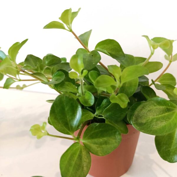 Peperomia Rotundifolia