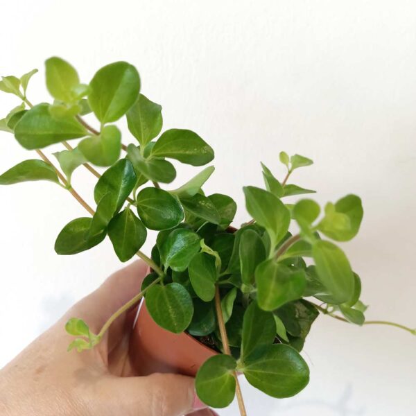 Peperomia Rotundifolia
