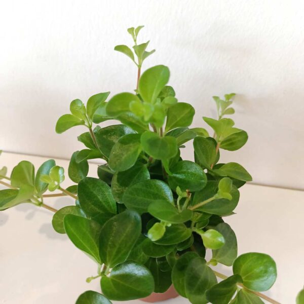 Peperomia Rotundifolia