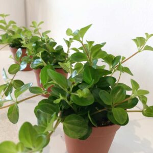 Peperomia Rotundifolia