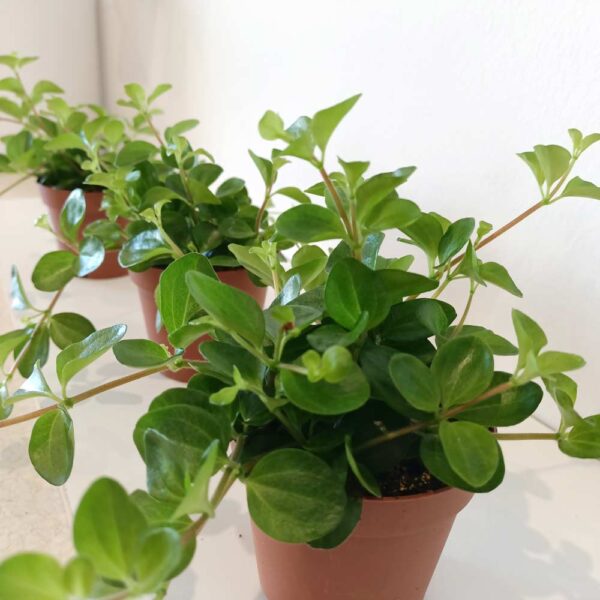 Peperomia Rotundifolia