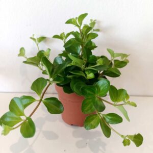 Peperomia Rotundifolia