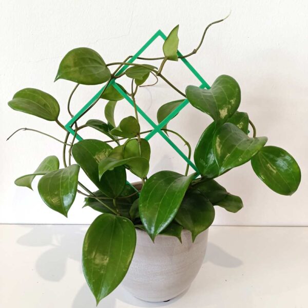 Hoya Quinquenervia+podpórka