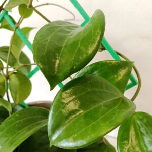 Hoya Quinquenervia+podpórka