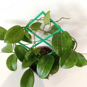 Hoya Quinquenervia+podpórka