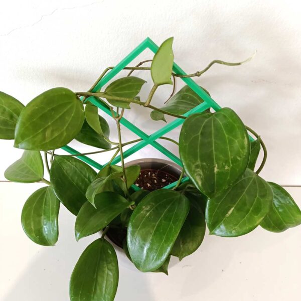 Hoya Quinquenervia+podpórka