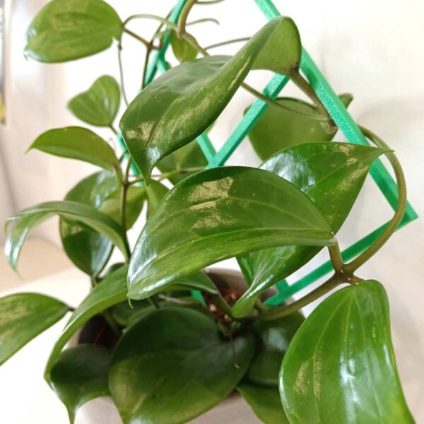 Hoya Quinquenervia+podpórka
