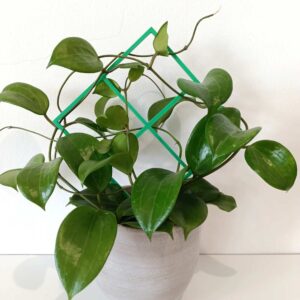 Hoya Quinquenervia+podpórka