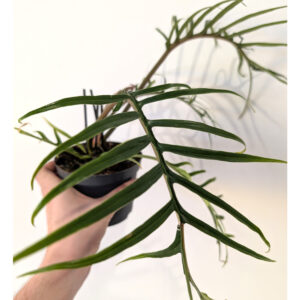 Filodendron Tortum