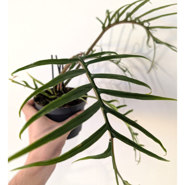 Filodendron Tortum