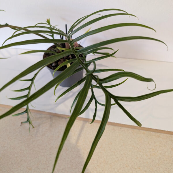 Filodendron Tortum