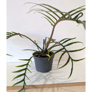 Filodendron Tortum