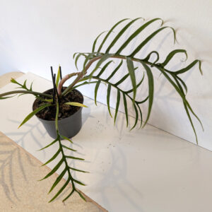 Filodendron Tortum