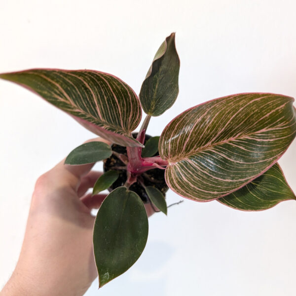 Filodendron Pink Bikini