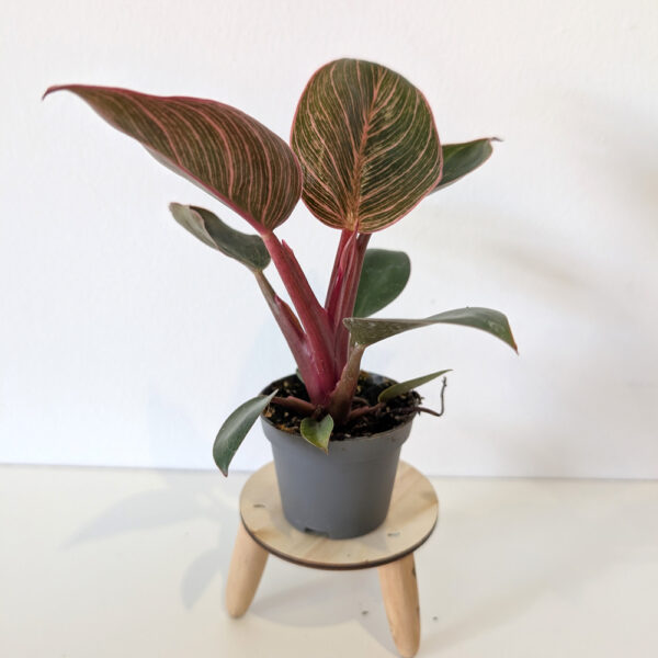 Filodendron Pink Bikini Filodendron Pink Bikini