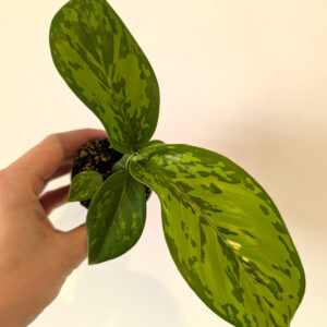 Dieffenbachia Crocodile-difenbachia