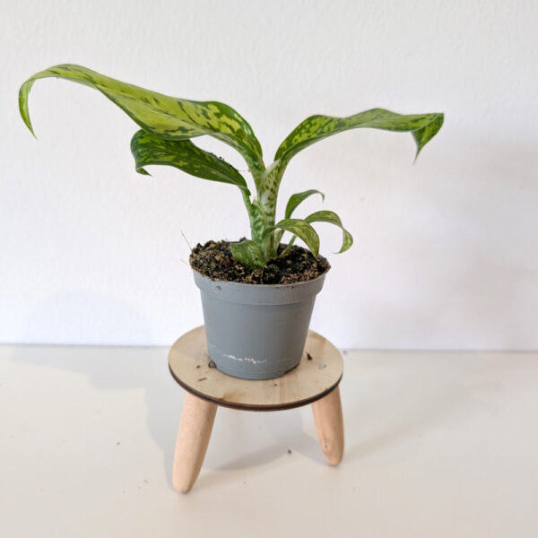 Dieffenbachia Crocodile-difenbachia