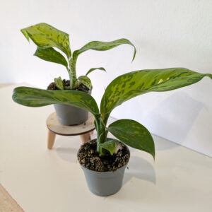 Dieffenbachia Crocodile-difenbachia