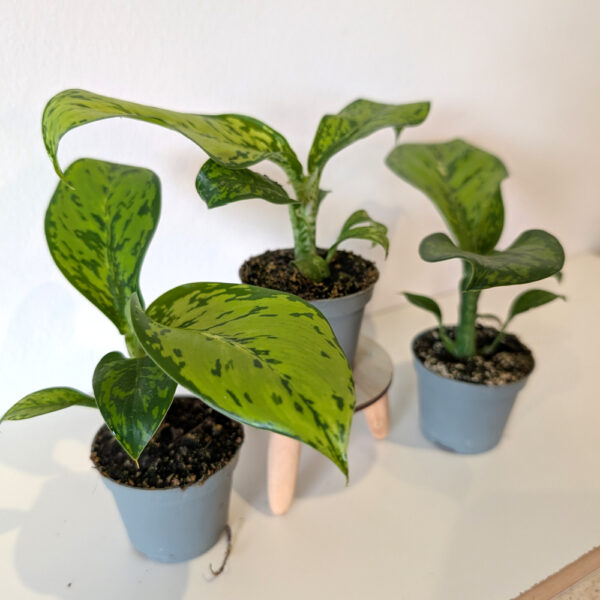 Dieffenbachia Crocodile-difenbachia