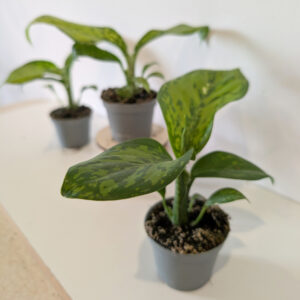 Dieffenbachia Crocodile-difenbachia