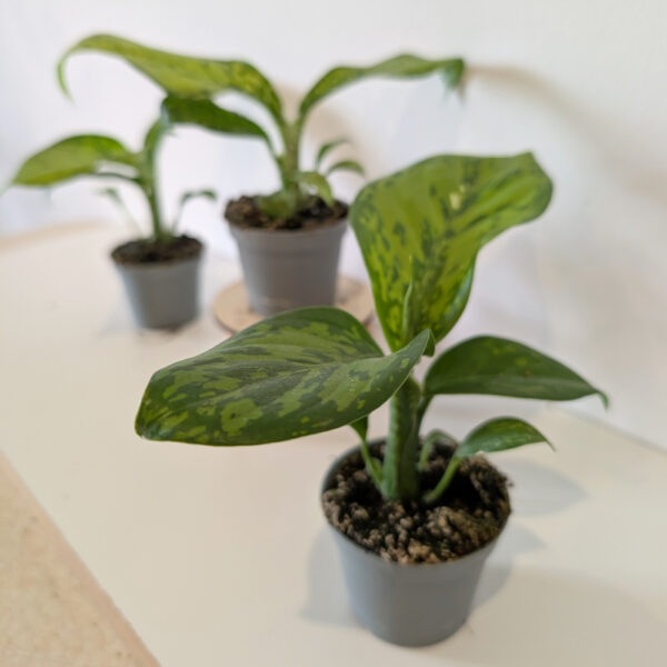 Dieffenbachia Crocodile-difenbachia Dieffenbachia Crocodile-difenbachia