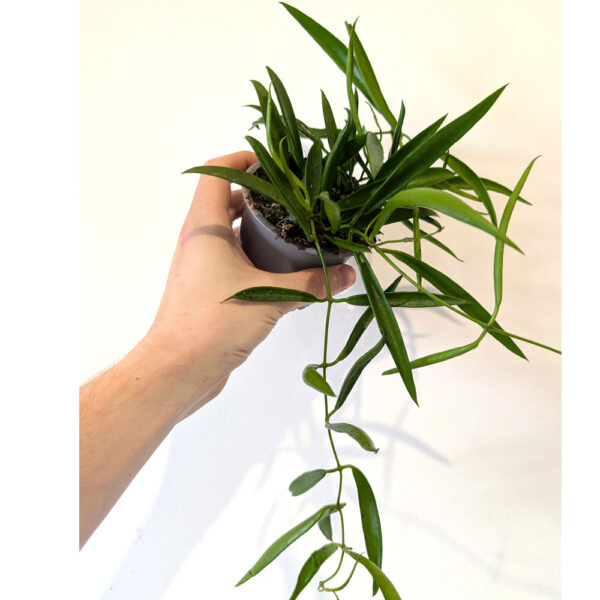 Hoya Longifolia