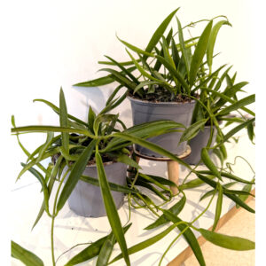 Hoya Longifolia