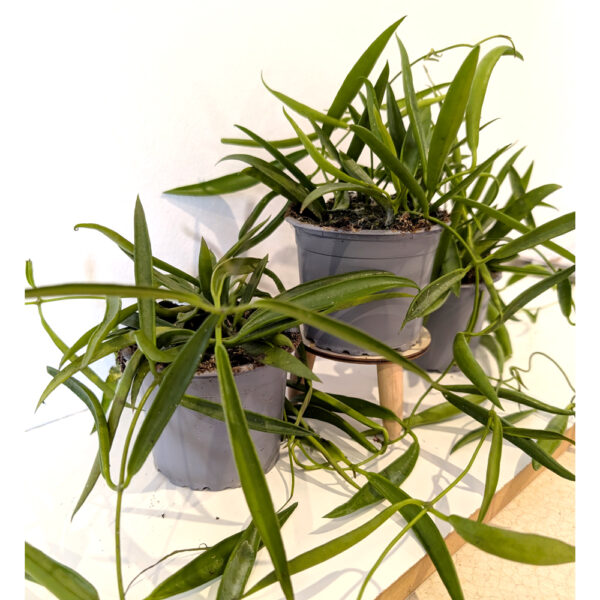 Hoya Longifolia