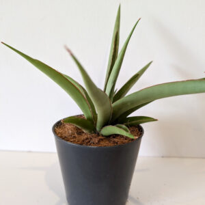 Sansevieria Silver Syreni