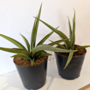Sansevieria Silver Syreni