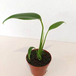 Monstera Burle Marx Flame