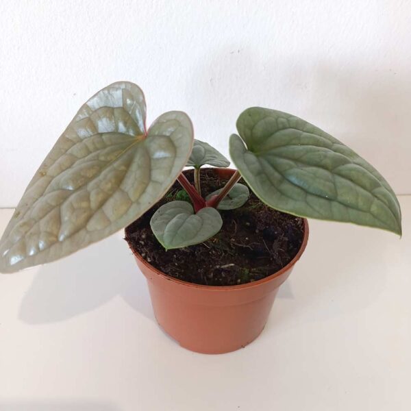 Anthurium Luxurians