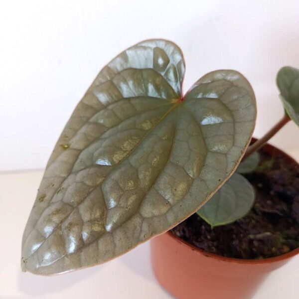 Anthurium Luxurians
