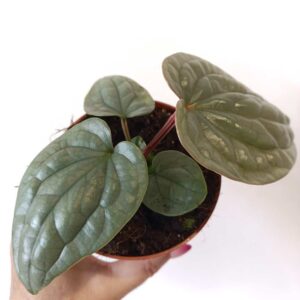 Anthurium Luxurians